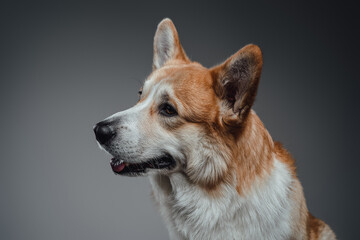 Welsh corgi dog portrait with tongue out, tilting the head side and looking away, isolated against on gray background.
