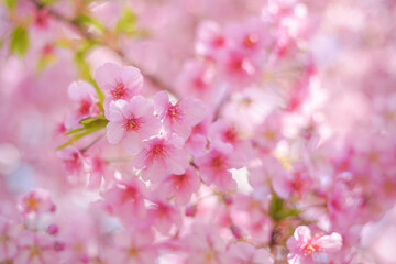Obraz premium Cherry blossom on the tree in Japan in the spring season