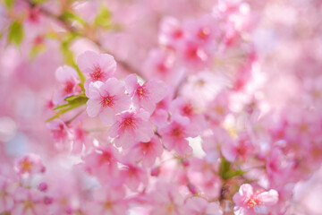 Fototapeta na wymiar Cherry blossom on the tree in Japan in the spring season