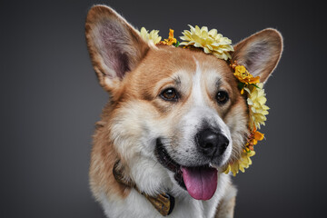 Happy corgi dog with tongue out posing and wearing wreath of yellow daisies and tie looking away on studio black background.