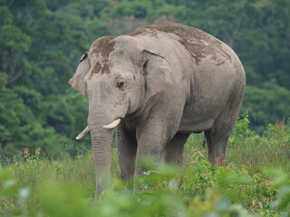 Fototapeta premium Group of elephant cross road at khao yai national park , Thailand