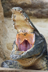 The Nile crocodile (Crocodylus niloticus) with open jaws with yellow background. Huge open jaws with lots of teeth.