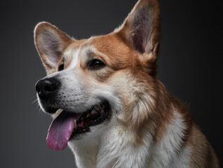 Beautiful refreshing redhead welsh dog head portrait in the dark studio on black background.