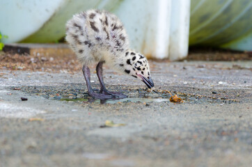 Obraz premium WHITE BIRD WITH BLACK STAINS