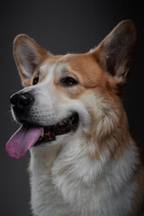 Funny studio portrait of cute smiling and serious puppy dog welsh corgi isolated on dark background.