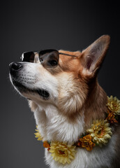Portrait of confident corgi dog, wearing the floral wreath and sunglasses looking up in studio on black background.