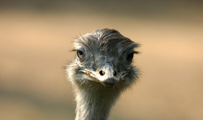 Head of ostrich on clear sky. Ostrich beak. Portrait from ostrich head. The African ostrich looks into the camera, has a funny look. The largest living bird. Zoo bird