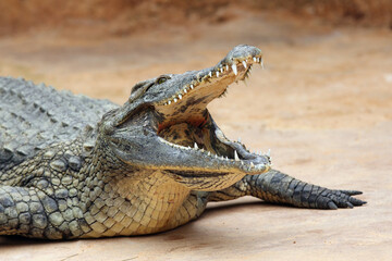 The Nile crocodile (Crocodylus niloticus) with open jaws with yellow background. Huge open jaws with lots of teeth.