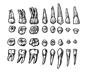 Hand drawing, line art, engraving, ink Dental Illustration. vintage tooth set. Isolated in white background. For medical poster and brochure.