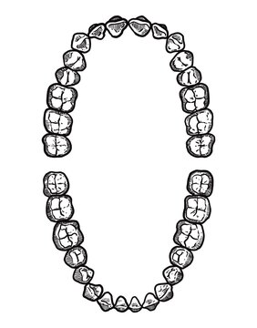 recommend clip art: Hand drawing, line art, engraving, ink Dental Illustration. vintage tooth set. Jaws, top view. Isolated in white background. For medical poster and brochure.
