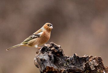 Common Chaffinch in the forest