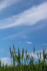緑の麦の穂と青空
