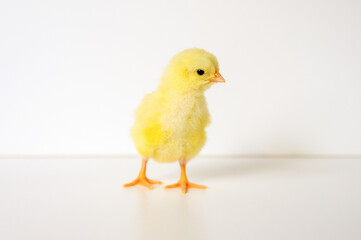 cute little tiny newborn yellow baby chick on white background