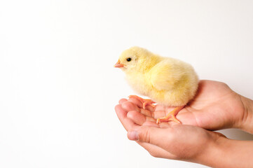 cute little tiny newborn yellow baby chick in kid's hands on white background
