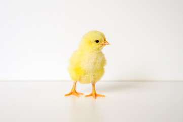 cute little tiny newborn yellow baby chick on white background