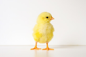 cute little tiny newborn yellow baby chick on white background
