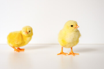 two cute little tiny newborn yellow baby chicks on white background