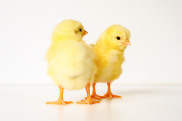 two cute little tiny newborn yellow baby chicks on white background