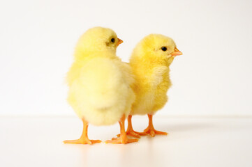 two cute little tiny newborn yellow baby chicks on white background