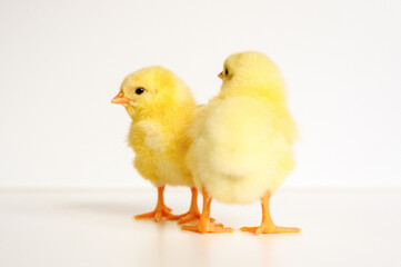 two cute little tiny newborn yellow baby chicks on white background
