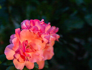 A delicate pink-orange rose blooming in the garden. In the background is a blurry dark green bush.
