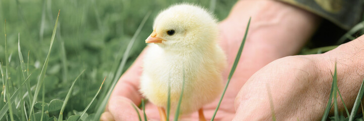 cute little tiny newborn yellow baby chick in male hands of farmer on green grass background. banner