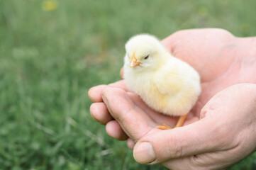 cute little tiny newborn yellow baby chick in male hands of farmer on green grass background