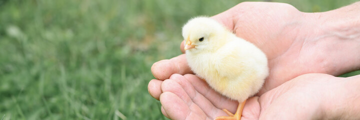 cute little tiny newborn yellow baby chick in male hands of farmer on green grass background. banner