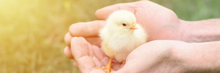 cute little tiny newborn yellow baby chick in male hands of farmer on green grass background. banner. flare © Ksenia