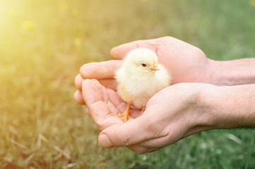 cute little tiny newborn yellow baby chick in male hands of farmer on green grass background. flare