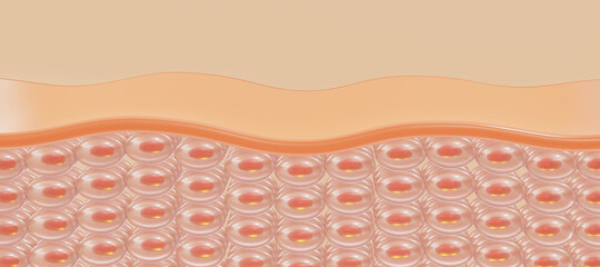 skin layer of the skin cell. 3d rendering.