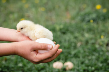 cute little tiny newborn yellow baby chick in kid's hands of farmer on green grass and chicken eggs background