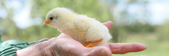 cute little tiny newborn yellow baby chick in hands of elderly senior woman farmer on nature background. banner © Ksenia