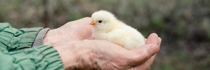 cute little tiny newborn yellow baby chick in hands of elderly senior woman farmer on nature background. banner