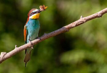 Europaen Bee-eater in spring