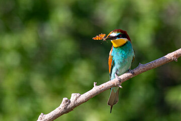 Europaen Bee-eater in spring