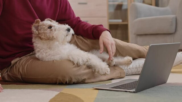 Steadicam of white-colored Wire Fox Terrier dog lying on legs of unrecognizable cropped owner in beige pants and red sweater, looking at laptop computer