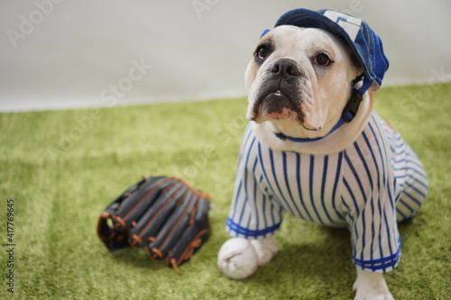 イングリッシュブルドッグ子犬 野球衣装 青色 写真139 Wall Mural 啓文 佐々木