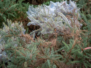 Gorse With Massed Cobwebs