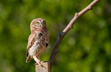 Portrait of  th young Little Owl