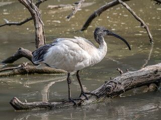 Ibis Side