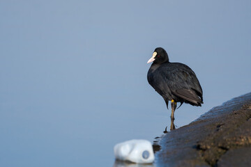 A Coot Standing in the Water near a Plastic Bottle Thrown by an Uneducated Person