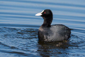 Closeup of a Beautiful Coot Swimming in the Lake on a Sunny Late-Winter Day