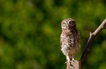 Portrait of  th young Little Owl