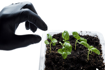 a chef in a black glove picks off a basil leaf.