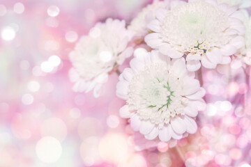 White chrysanthemums on a background with bokeh and haze. Floral delicate background.