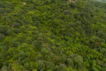 Obraz premium Top view of the lush green plant on mountain