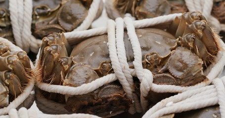 Fresh raw Chinese mitten crab