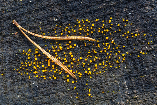 Bisporella citrina. Lemon-colored bisporela. Tiny yellow-orange mushrooms on pine wood and needles.
