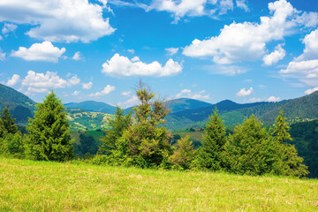 Fototapeta premium rural landscape in carpathian mountains. summer nature scenery with trees on the meadow. fluffy clouds on the bright blue sky. beautiful view in to the distant hills and valley